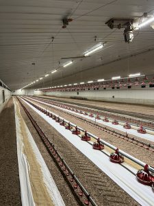 photo of agricultural electrical job near the surf coast and bellarine. inside shed, showing lighting and machinery updates